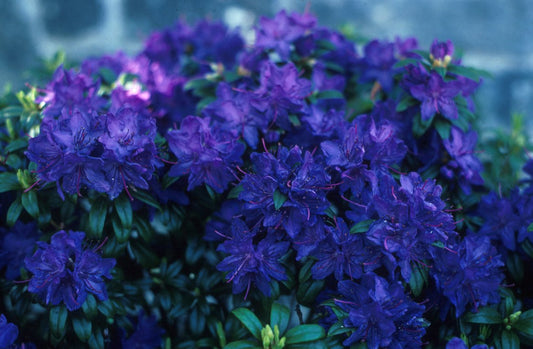 💙 Azalea Flower Plant (Blue) – Rare Live Ornamental Shrub for Garden & Balcony Decor -Flowering Plant