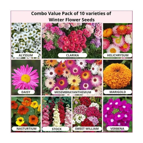 10 Winter Flower Seeds - Flower Seeds Combo Pack
