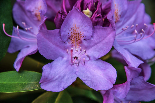 💜 Azalea Flower Plant (Purple) – Live Ornamental Shrub for Garden, Pots & Landscaping -Flowering Plant
