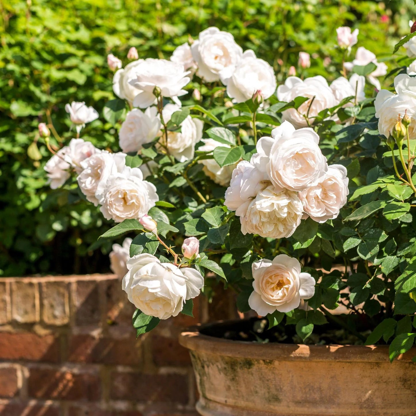 🌸 Desdemona Rose Seeds – Fragrant White-Pink David Austin Variety 20 Seeds Pack ( Growing Guide Free) - Flower Seeds