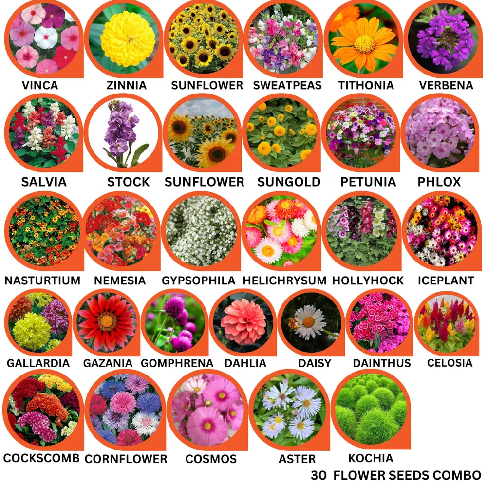 30 Flower Seeds Combo Pack  - Flower Seeds Combo Pack