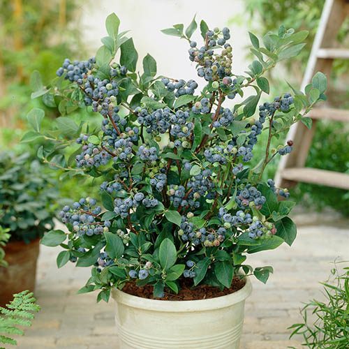 🫐 Blueberry ‘Bountiful Baby’ – Compact & Highly Productive Dwarf Blueberry Plant (50 Seeds Pack) - Fruit Seeds