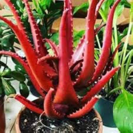 Rare Red Aloe Vera Plant 10 Seeds -Flower Seeds