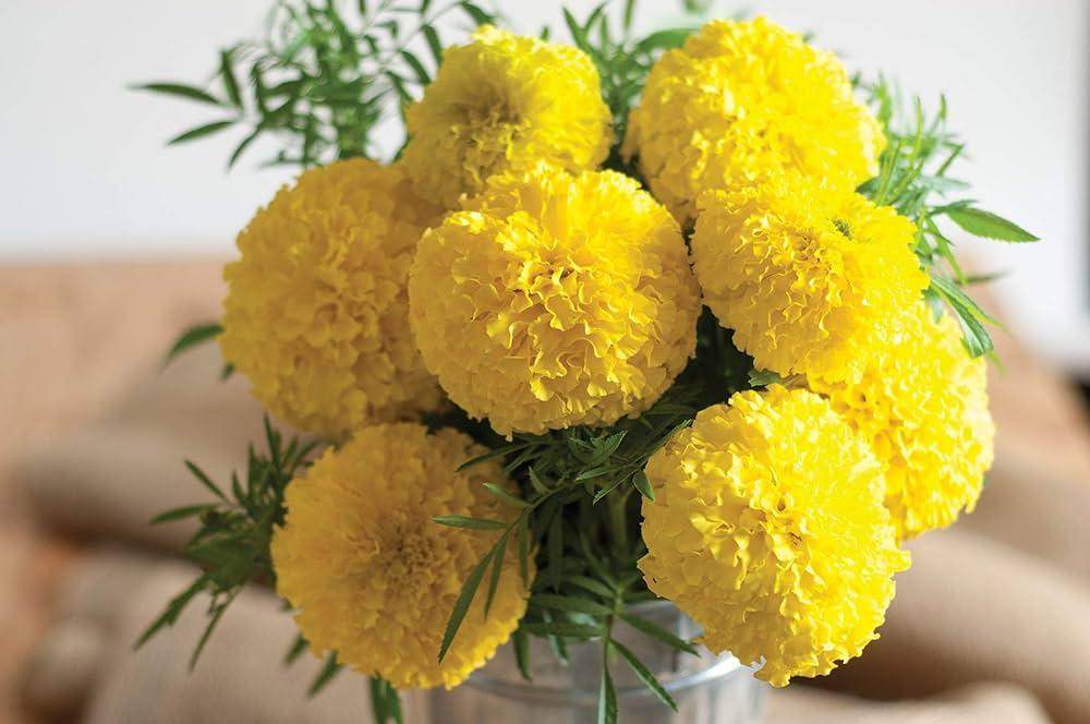 Marigold ‘Pusa Basanti’ – Premium Yellow Flower Seeds (Pack of 30) - Flower Seeds