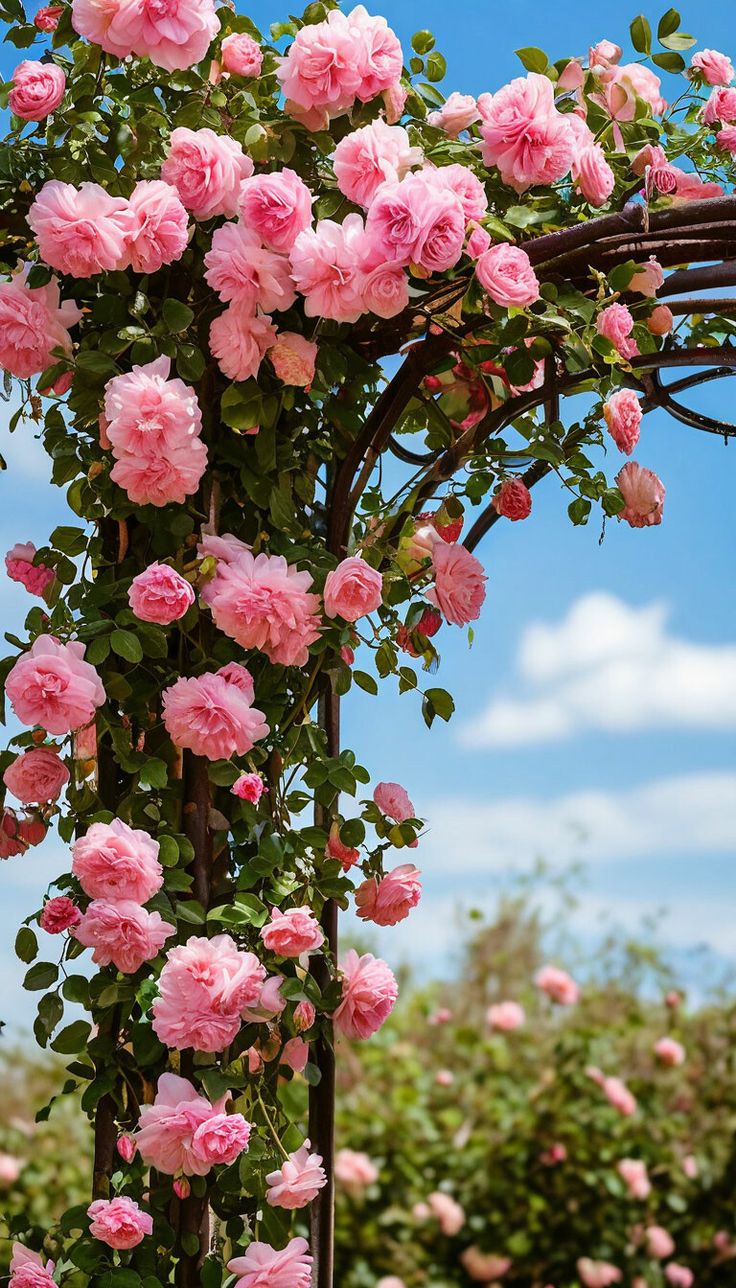 Colourful Climbing Rose Mixed Seeds + Free Growth Booster + Growing Guide