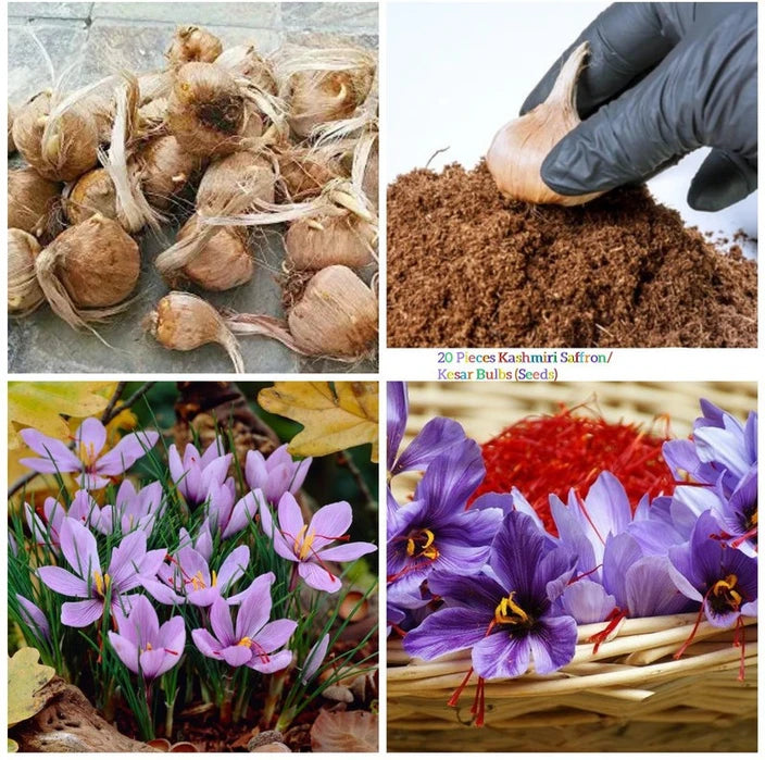 Kashmiri Saffron 3 Bulbs – Premium Quality Crocus Sativus for Home & Commercial Cultivation - Bulbs