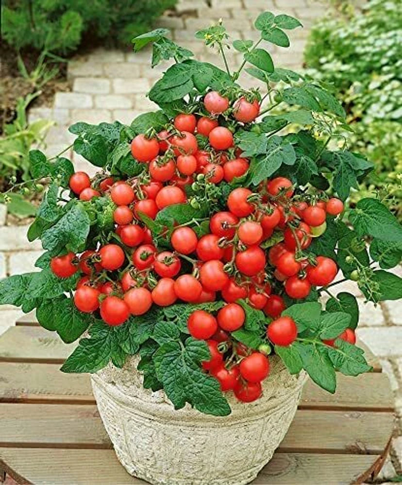 Cherry Tomato ‘Honey 100’ – Premium Sweet Vegetable Seeds (Pack of 100) -Vegetable Seeds