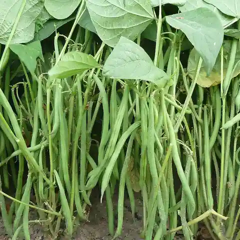 ARKA Sharath -TFL FRENCH BEAN (Bush Type) Hybrid -Vegetable Seeds