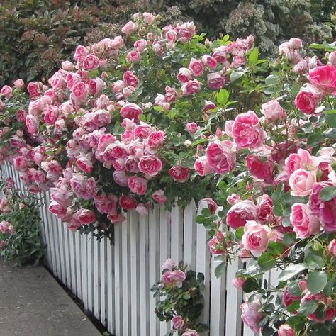 Pink Climbing Rose 20 Seeds | Fragrant Climber Flowering Vine ( Growing Guide Free) - Rose Seeds