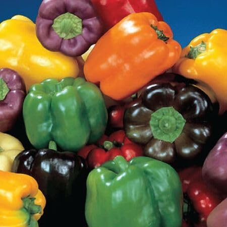 Mix Colour Capsicum/Bell Pepper Vegetables Seeds For Gardening (Pack 20 Seeds) - Fruit Seeds