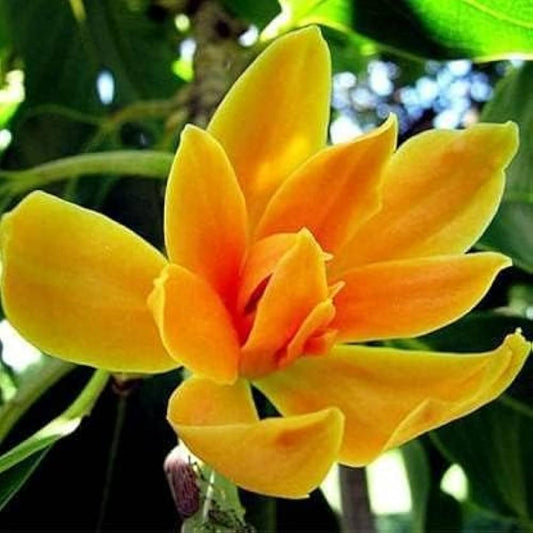 Orange Swarna Champa Live Plant – Fragrant Ornamental Flowering Tree for Home & Garden -Flowering Plant