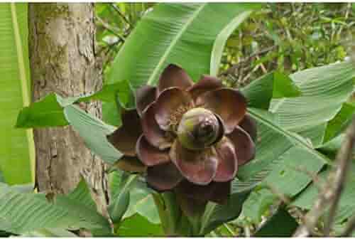 Wild Banana (Kalluvazha) – 10 Seeds - Fruit Seeds