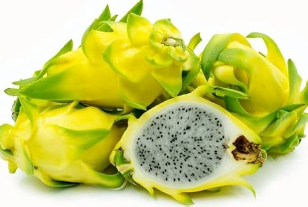 Dragon Fruit Live Plant (Yellow) – Rare Pitaya Cactus for Garden & Home Growing-Fruit Plant