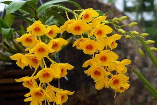 Dendrobium Chrysotoxum Orchid (Golden Bow Orchid) – Vibrant Yellow Fragrant Blooms - Orchid Plant