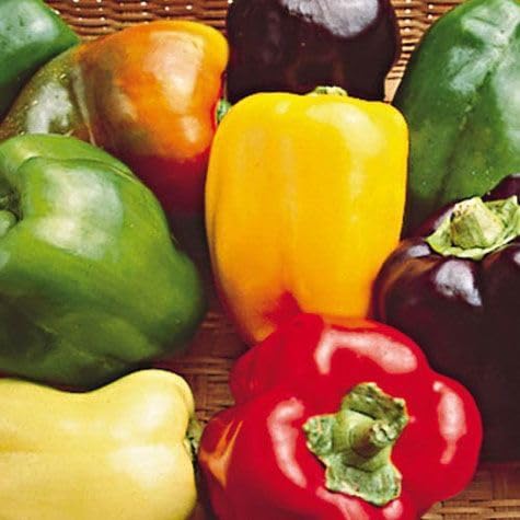 Mix Colour Capsicum/Bell Pepper Vegetables Seeds For Gardening (Pack 20 Seeds) - Fruit Seeds