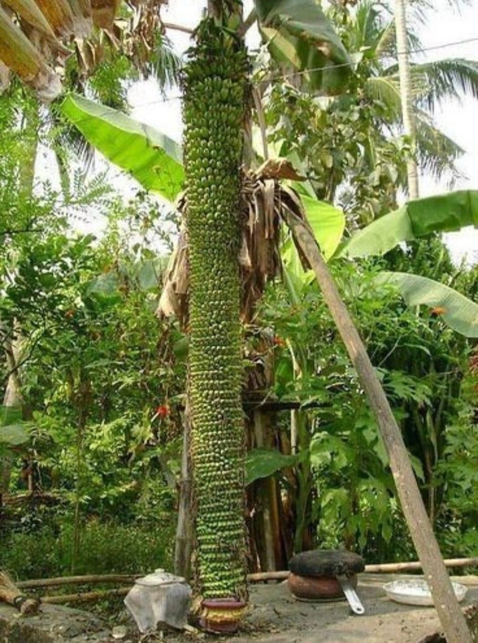 Thousand Fingers Banana – Live Tissue-Cultured Plant – 1 Healthy Plant - Fruit Plant