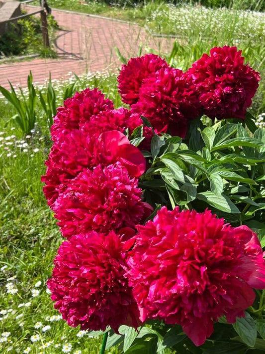 peony Red Flower  Seeds – Multicolor Herbaceous Peony Plant Seeds for Home Garden & Pots - Flower seeds