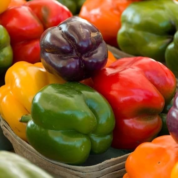 Mix Colour Capsicum/Bell Pepper Vegetables Seeds For Gardening (Pack 20 Seeds) - Fruit Seeds