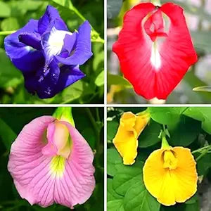 Aparajita Flower Seeds Mixed Color Pack, ''Double & Single Petals'' Aprajita Hybrid Butterfly Pea 10 Seeds ( Growing Guide Free) - Flower Seeds