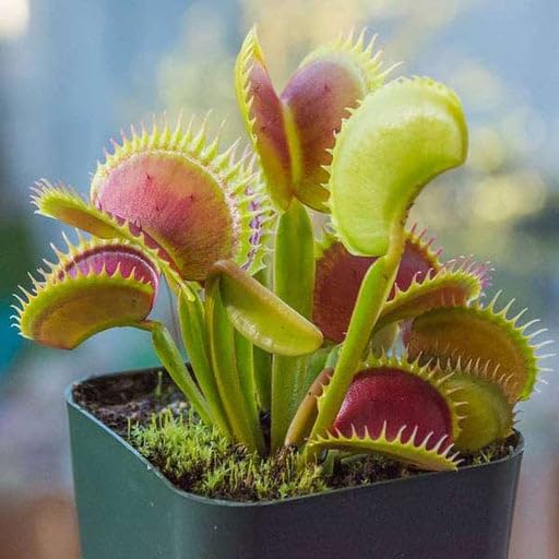 Venus FlyTrap Seeds Dionaea muscipula, Pack of 100 Seeds -Flower Seeds