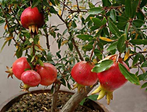 Live Bonsai Dwarf Pomegranate Plant (Afghan Variety) – Fruit-Bearing Seedling for Home & Terrace Garden - Fruit Plant