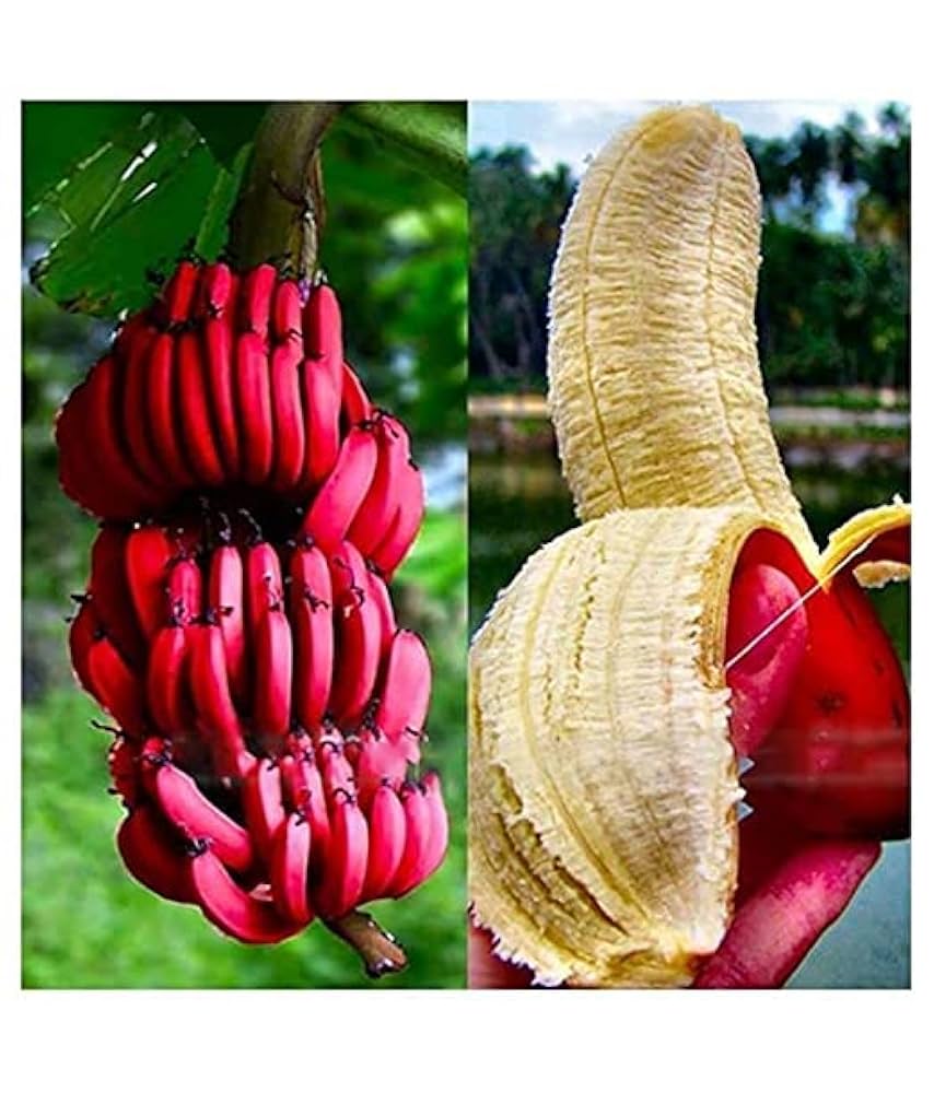 Thai Red Banana – Rare Live Healthy Plant | Original Variety | Tissue-Cultured – 1 Healthy Plant - Fruit Plant