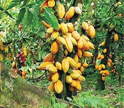 Rare Hybrid Forastero Cocoa Fruit Seeds 10 - Fruit Seeds