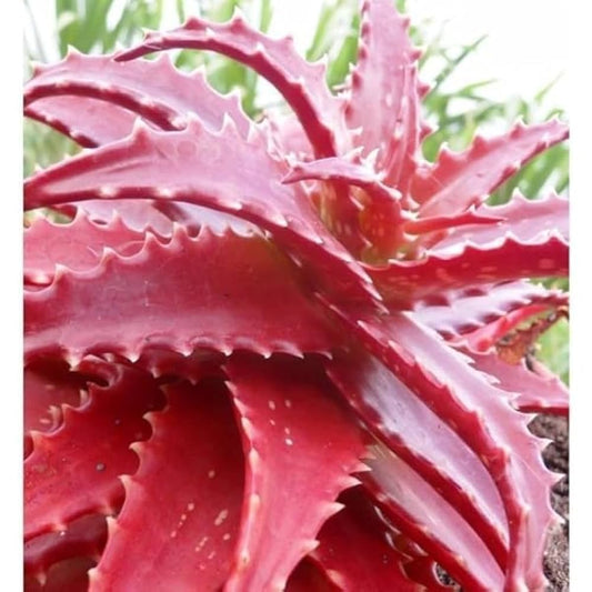 Rare Red Aloe Vera Plant 10 Seeds -Flower Seeds