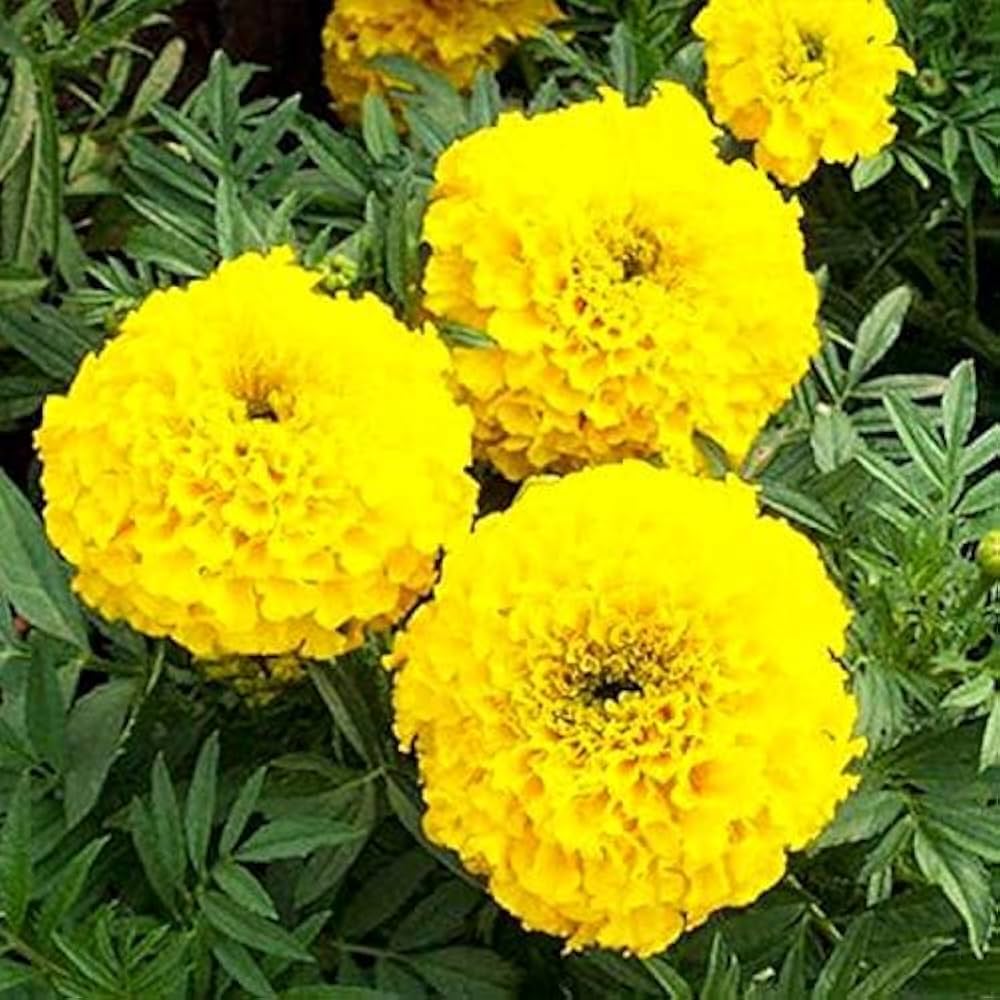 Bright Yellow Marigold Flower Seeds – Pack of 30 - Flower Seeds