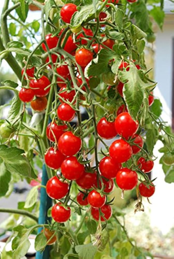 Cherry Tomato ‘Honey 100’ – Premium Sweet Vegetable Seeds (Pack of 100) -Vegetable Seeds