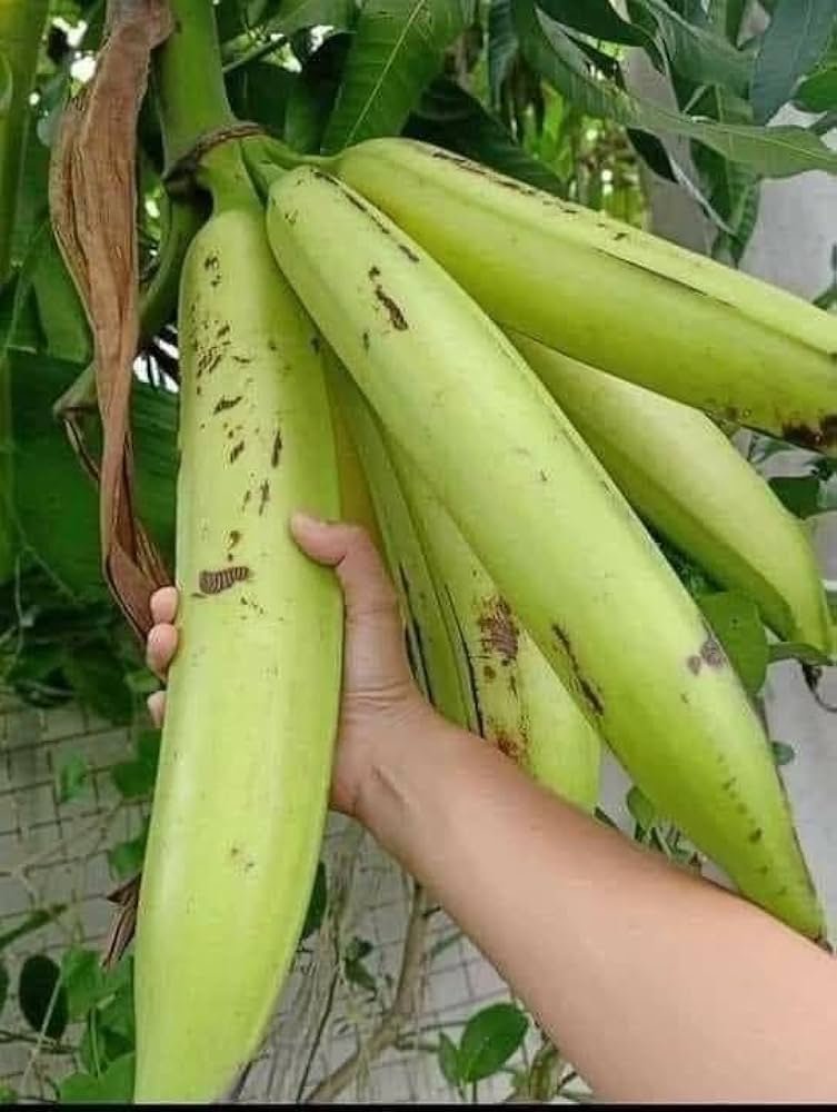 Sweet Long Banana – Tissue-Cultured Live Plant – 1 Healthy Plant - Fruit Plant