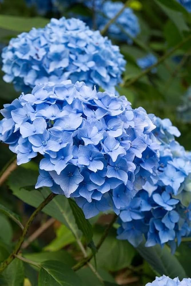 🌸 Hydrangea Flower Plant (Blue) – Live Ornamental Shrub for Home, Terrace & Garden Decor  - Flowering Plant