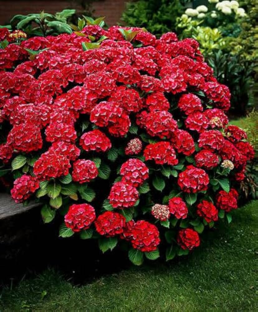 🌺 Hydrangea Flower Plant (Red) – Live Ornamental Shrub for Home & Garden Decor - Flowering Plant