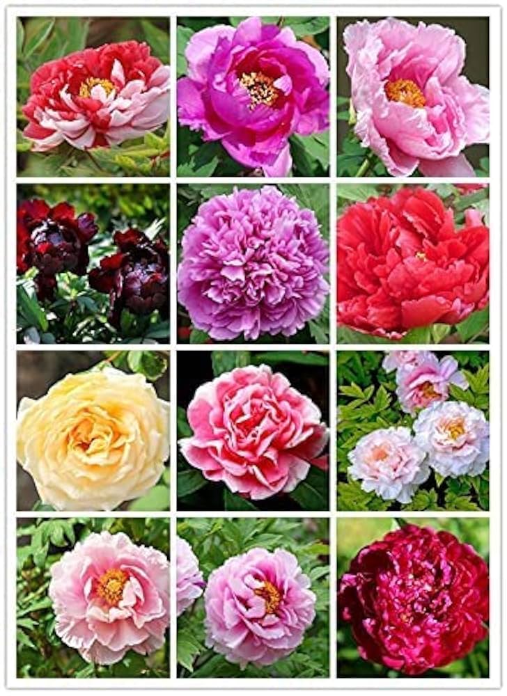Peony Flower Mixed Seeds – Multicolor Herbaceous Peony Plant Seeds for Home Garden & Pots - Flower seeds