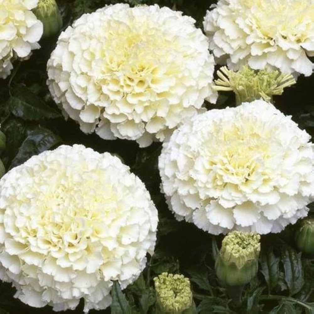 Hybrid White Marigold Flower Seeds – Pure Elegance in Bloom – Pack of 30 - Flower Seeds