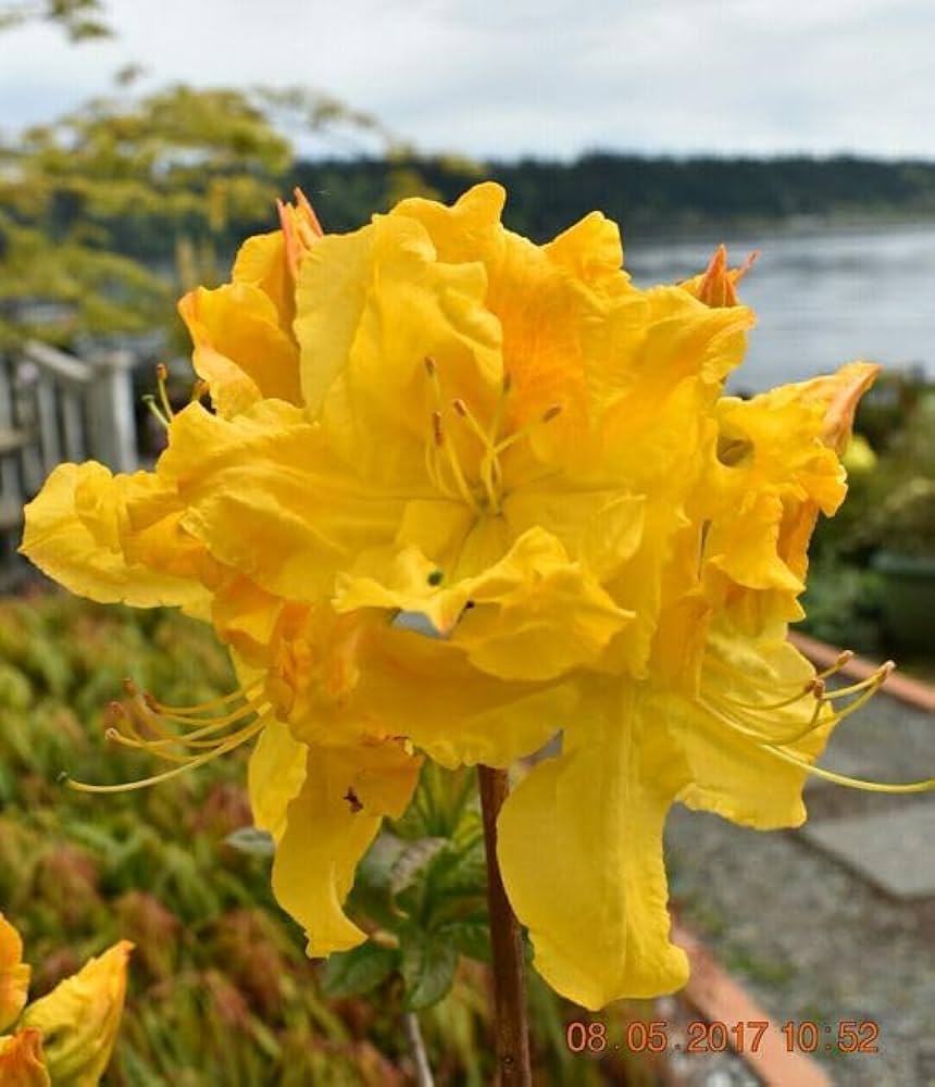🌼 Azalea Flower Plant (Golden) – Rare Yellow Blooming Shrub for Home & Garden Elegance -Flowering Plant