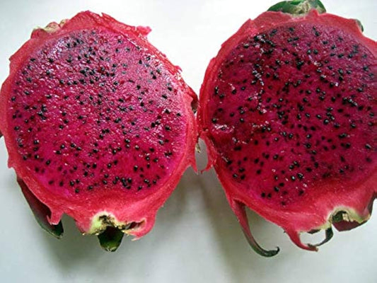 Dragon Fruit Live Plant (Red) – Pitaya Cactus Plant for Home & Garden -Fruit Plant