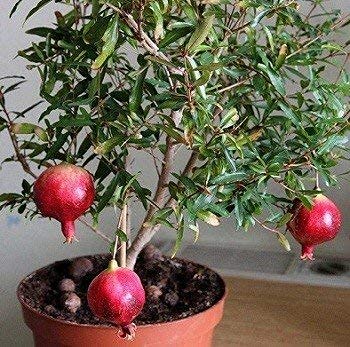 Live Bonsai Dwarf Pomegranate Plant (Afghan Variety) – Fruit-Bearing Seedling for Home & Terrace Garden - Fruit Plant
