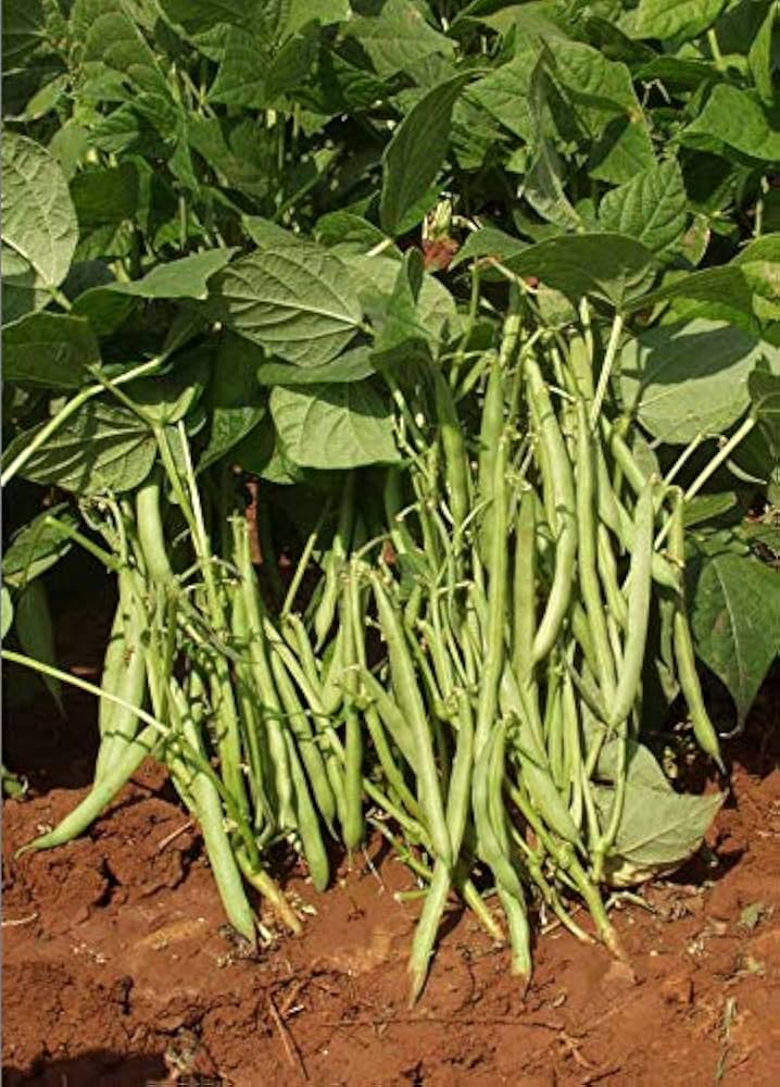 ARKA Komal -TFL FRENCH BEAN (Bush Type) Hybrid -Vegetable Seeds