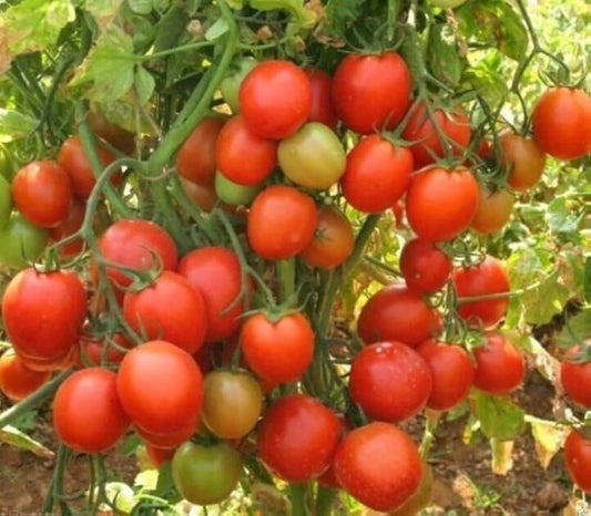 🍅 Arka Vikas Hybrid Tomato Seeds – 100 Seeds, High-Yield & Heat-Tolerant Variety -Vegetable Seeds