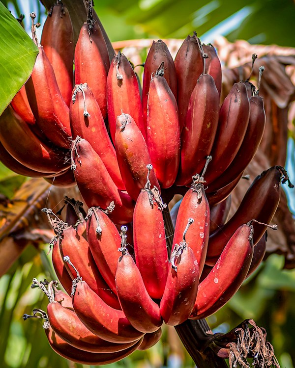 Thai Red Banana – Rare Live Healthy Plant | Original Variety | Tissue-Cultured – 1 Healthy Plant - Fruit Plant