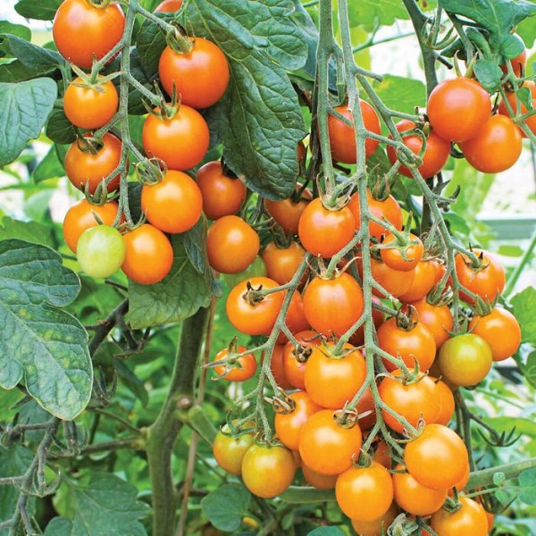 🍅 Sungold Hybrid Tomato Seeds – 100 Seeds, Exceptionally Sweet & Golden-Orange Fruits -Vegetable Seeds