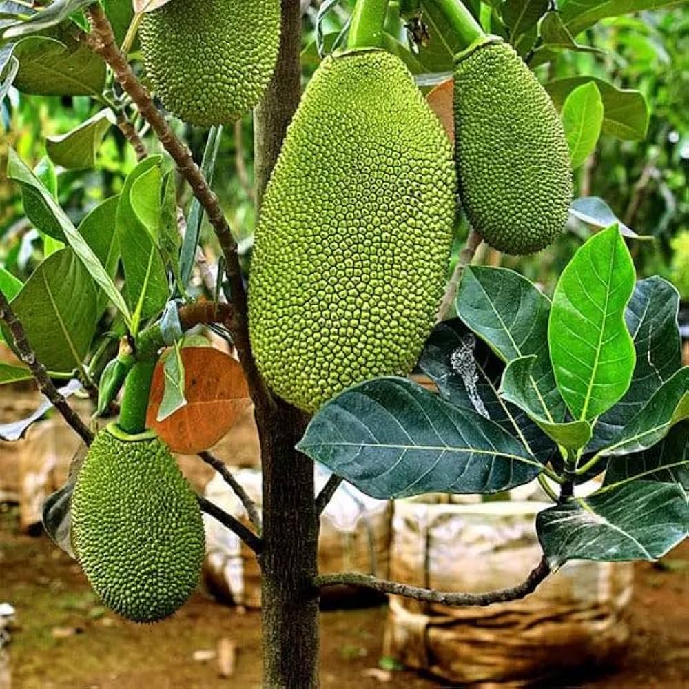 Vietnam Super Early Jackfruit Plant Home Plant High Yield – Grafted & Ready to Grow  -Fruit Plants