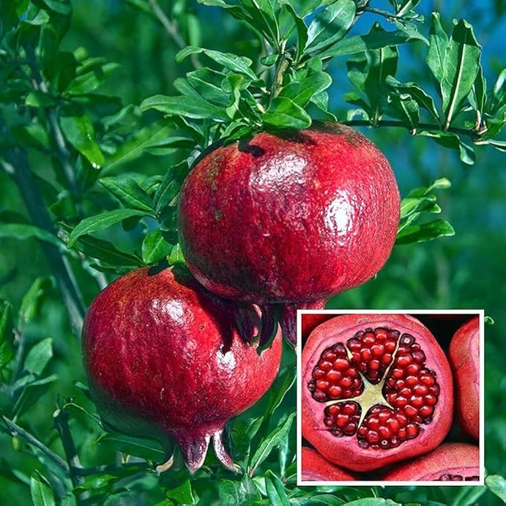 Live Bonsai Dwarf Pomegranate Plant (Afghan Variety) – Fruit-Bearing Seedling for Home & Terrace Garden - Fruit Plant