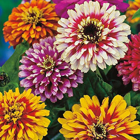 Zinnia Flower 50 Seeds Mix – Bright, Long-Lasting Garden Blooms - Flower Seeds