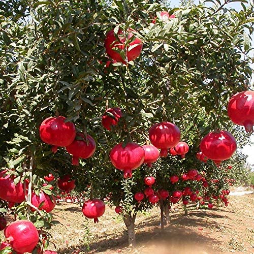 Live Bonsai Dwarf Pomegranate Plant (Afghan Variety) – Fruit-Bearing Seedling for Home & Terrace Garden - Fruit Plant