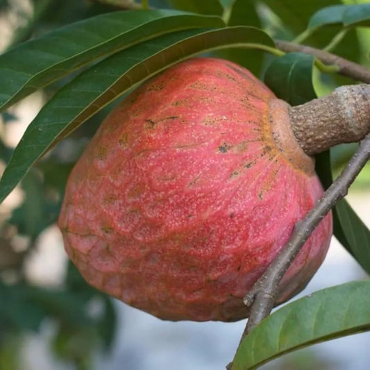 Rare Red Flesh Custard Apple Live Plant (Annona reticulata) – Exotic Fruit-Bearing Seedling for Home Garden - Fruit Plant