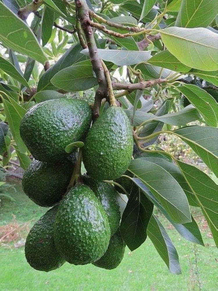 Bacon Avocado Seeds – Pack of 2 - Fruit Seeds