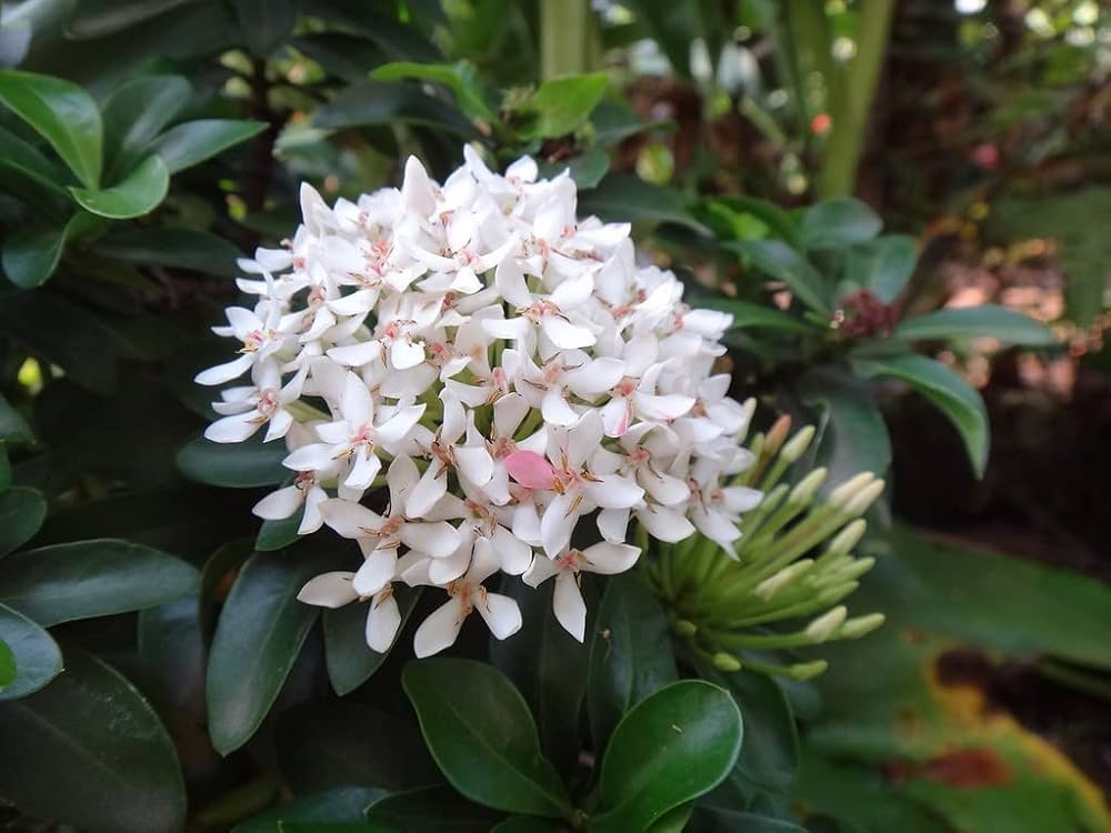 Mini Ixora Live Plant (White) – Compact Flowering Shrub for Home Garden & Pots -Flowering Plant