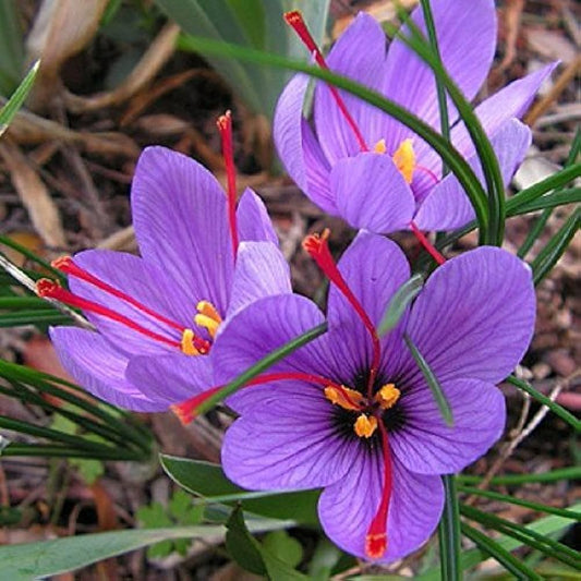 Kashmiri Saffron 3 Bulbs – Premium Quality Crocus Sativus for Home & Commercial Cultivation - Bulbs